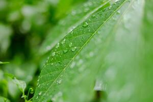 Regen Stürze auf Grün Blätter foto