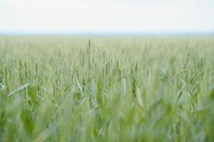 Grün Weizen Feld schließen oben Bild foto