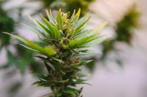 Innen- medizinisch Cannabis im blühen Marihuana Pflanze heim. foto