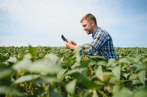 Agronom inspizieren Soja Bohne Pflanzen wachsend im das Bauernhof Feld. Landwirtschaft Produktion Konzept. jung Agronom untersucht Sojabohne Ernte auf Feld im Sommer. Farmer auf Sojabohne Feld. foto