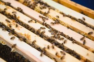 Bienen auf das Bienenwabe. Honig Zelle mit Bienen. Imkerei. Bienenhaus. hölzern Bienenstock und Bienen. Bienenstock mit Honig Bienen, Frames von das Bienenstock, oben Sicht. Sanft Fokus foto