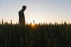 Mann Gehen im Weizen während Sonnenuntergang und berühren Ernte foto