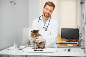 männlich Arzt, Tierarzt, mit ein Stethoskop im Veterinär Klinik führt Untersuchung und medizinisch Untersuchung von inländisch Katze, Konzept von medizinisch Veterinär Pflege, Haustier Gesundheit. foto