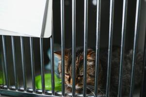 verlassen Katze hinter das Zaun im Tier Unterschlupf. Haustier Annahme. spielerisch Tabby Katze foto