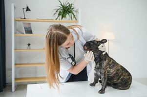 Tierarzt Arzt mit Französisch Bulldogge beim Tierarzt Krankenwagen. foto