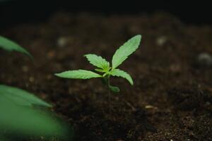 ein klein Pflanze schließen oben schön gepflanzt im das Boden im das Sonne Empfänge von Anbau ein Hintergrund, Cannabis Sämlinge beim das Bühne von Vegetation im ein Innen- Marihuana zum medizinisch Zwecke. foto