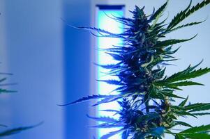tief lila Cannabis Pflanze. Marihuana Blume. medizinisch Marihuana im violett Neon- Licht auf schwarz Hintergrund. ästhetisch schön Cannabis Hanf foto