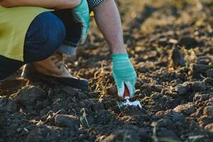 behandschuhte Hände und Schaufeln Schaufel das Boden.a Hand im ein Weiß Gartenarbeit Handschuh funktioniert mit ein Werkzeug. foto