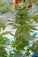 Marihuana Blätter, Cannabis, schön Hintergrund, Innen- Anbau. foto