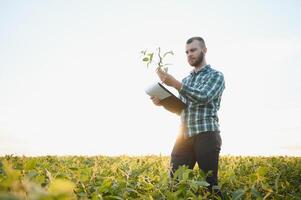 Agronom inspiziert Sojabohne Ernte im landwirtschaftlich Feld - - Agro Konzept - - Farmer im Sojabohne Plantage auf Bauernhof foto