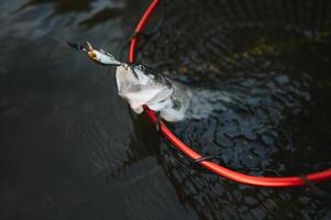 Fischer pflücken oben groß Regenbogen Forelle von seine Angeln Netz foto
