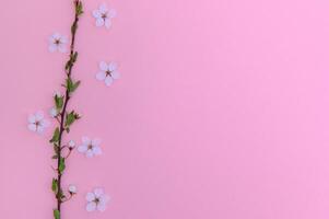 Frühling Hintergrund Tisch. kann Blumen und April Blumen- Natur auf grün. zum Banner, Geäst von blühen Kirsche gegen Hintergrund. verträumt romantisch Bild, Landschaft Panorama, Kopieren Raum foto