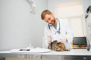 Katze Besuch Tierarzt zum regulär Untersuchung foto