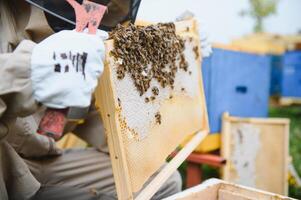 Imker Arbeiten sammeln Honig. Bienenzucht Konzept. foto