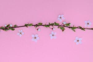 Kirsche Baum Blüte. April Blumen- Natur und Frühling Sakura blühen auf farbig Hintergrund. Banner zum 8 Marsch, glücklich Ostern mit Platz zum Text. Frühling Konzept. oben Sicht. eben legen foto