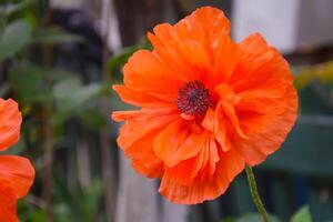 Orange Feld Mohn Nahansicht auf ein defokussiert Grün Hintergrund mit Kopieren Raum. foto