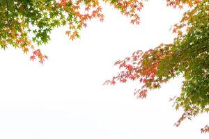 Herbst rot und Grün japanisch Ahorn Blatt auf Weiß Hintergrund. foto