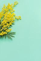 hell Gelb Mimose Blumen auf ein Sanft Türkis Hintergrund zum ein Frühling Anzeige foto