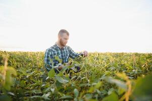 Agronom inspiziert Sojabohne Ernte im landwirtschaftlich Feld - - Agro Konzept - - Farmer im Sojabohne Plantage auf Bauernhof foto