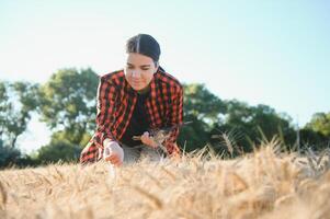 ein Frau Farmer untersucht das Feld von Getreide und sendet Daten zu das Wolke von das Tablette. Clever Landwirtschaft und Digital Landwirtschaft foto