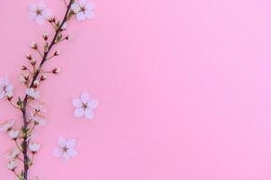 Frühling Hintergrund Tisch. kann Blumen und April Blumen- Natur auf grün. zum Banner, Geäst von blühen Kirsche gegen Hintergrund. verträumt romantisch Bild, Landschaft Panorama, Kopieren Raum foto