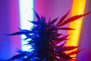 Marihuana medizinisch Pflanze im Licht Pastell- Farben. ein Hanf Busch mit ein cremig Rosa lila Licht und ein Blau Grün Farbton. frisch Neu aussehen Kunst Stil von Alternative medizinisch Marihuana im fluoreszierend Licht. foto