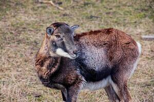 europäisch Mufflon ovis orientalis im das Kindergarten von das landwirtschaftlich Universität im Nitra, Slowakei. foto