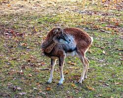 europäisch Mufflon ovis orientalis im das Kindergarten von das landwirtschaftlich Universität im Nitra, Slowakei. foto