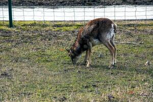 europäisch Mufflon ovis orientalis im das Kindergarten von das landwirtschaftlich Universität im Nitra, Slowakei. foto