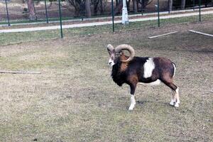 europäisch Mufflon ovis orientalis im das Kindergarten von das landwirtschaftlich Universität im Nitra, Slowakei. foto