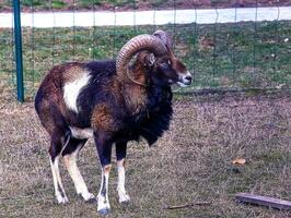 europäisch Mufflon ovis orientalis im das Kindergarten von das landwirtschaftlich Universität im Nitra, Slowakei. foto