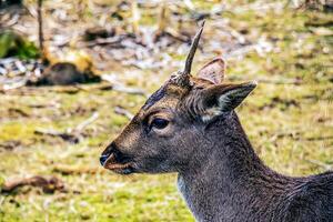 europäisch Mufflon ovis orientalis im das Kindergarten von das landwirtschaftlich Universität im Nitra, Slowakei. foto