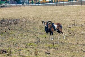 europäisch Mufflon ovis orientalis im das Kindergarten von das landwirtschaftlich Universität im Nitra, Slowakei. foto