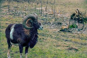 europäisch Mufflon ovis orientalis im das Kindergarten von das landwirtschaftlich Universität im Nitra, Slowakei. foto