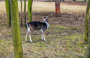 europäisch Mufflon ovis orientalis im das Kindergarten von das landwirtschaftlich Universität im Nitra, Slowakei. foto