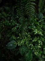 Nahansicht Aussicht von üppig Grün tropisch Regenwald Pflanzen Blumen Blatt Urwald Wolke Wald Blätter im Verstand Ecuador foto