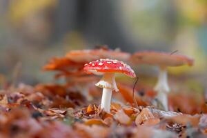 Pilz Nahansicht mit nett bunt Bokeh Hintergrund foto