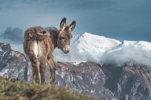 ein süß wenig Pony im das Berge foto