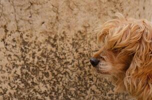 Nahansicht Porträt von braun Hund Gesicht im Profil. das Schnauze von Englisch Cocker Spaniel. zottelig und ungeschnitten Hund. Banner mit ein Hund Gesicht, Inhalt zum Veterinär Kliniken oder Pistenfahrzeuge. selektiv Fokus. foto