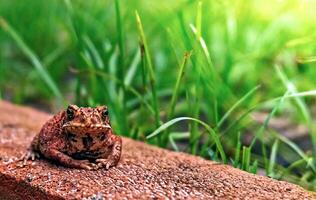 schließen oben von ein Frosch Sitzung unter das Gras foto