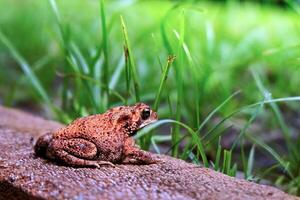 schließen oben von ein Frosch Sitzung unter das Gras foto