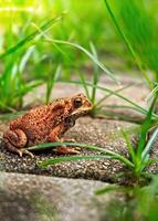 schließen oben von ein Frosch Sitzung unter das Gras foto