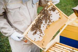 Bienenzucht, Imker beim arbeiten, Bienen im Flug. foto