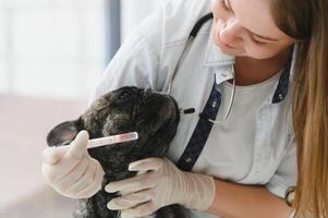 süß Französisch Bulldogge Rasse beim ein Tierarzt Arzt Termin. foto