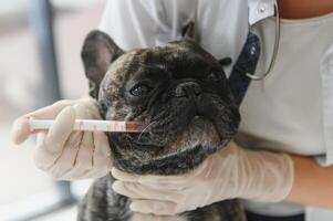 Tierarzt beim Tierarzt Klinik geben Injektion zu ein Hund. foto