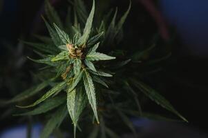 Cannabis Pflanze mit groß Blätter und blühen Knospe. medizinisch Marihuana Pflanze. ästhetisch aussehen auf landwirtschaftlich Belastung von Marihuana Hanf foto