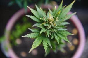 Cannabis, Marihuana Pflanze. wachsend Marihuana beim Zuhause zum medizinisch Zwecke foto