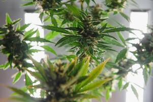 Cannabis Pflanze Panorama. Marihuana Blumen und Blätter. foto