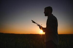 glücklich Agronom ist Stehen im seine wachsend Gerste Feld und Prüfung Pflanzen nach erfolgreich Aussaat. foto