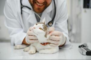 Katze auf Untersuchung Tabelle von Tierarzt Klinik. Veterinär Pflege. Tierarzt Arzt und Katze. foto